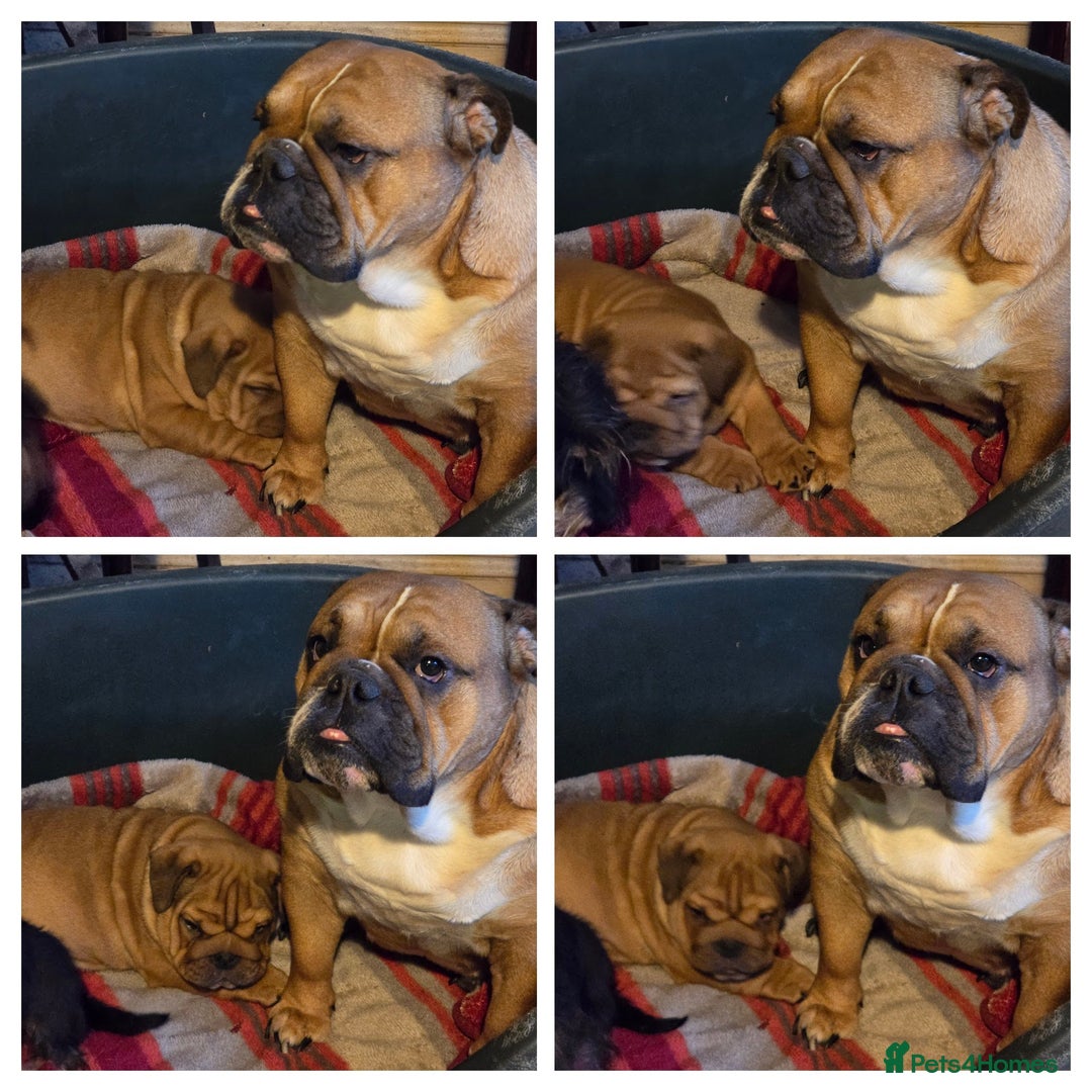 English Bulldog dogs for sale: Soild Red Bulldog Puppy - Image 2