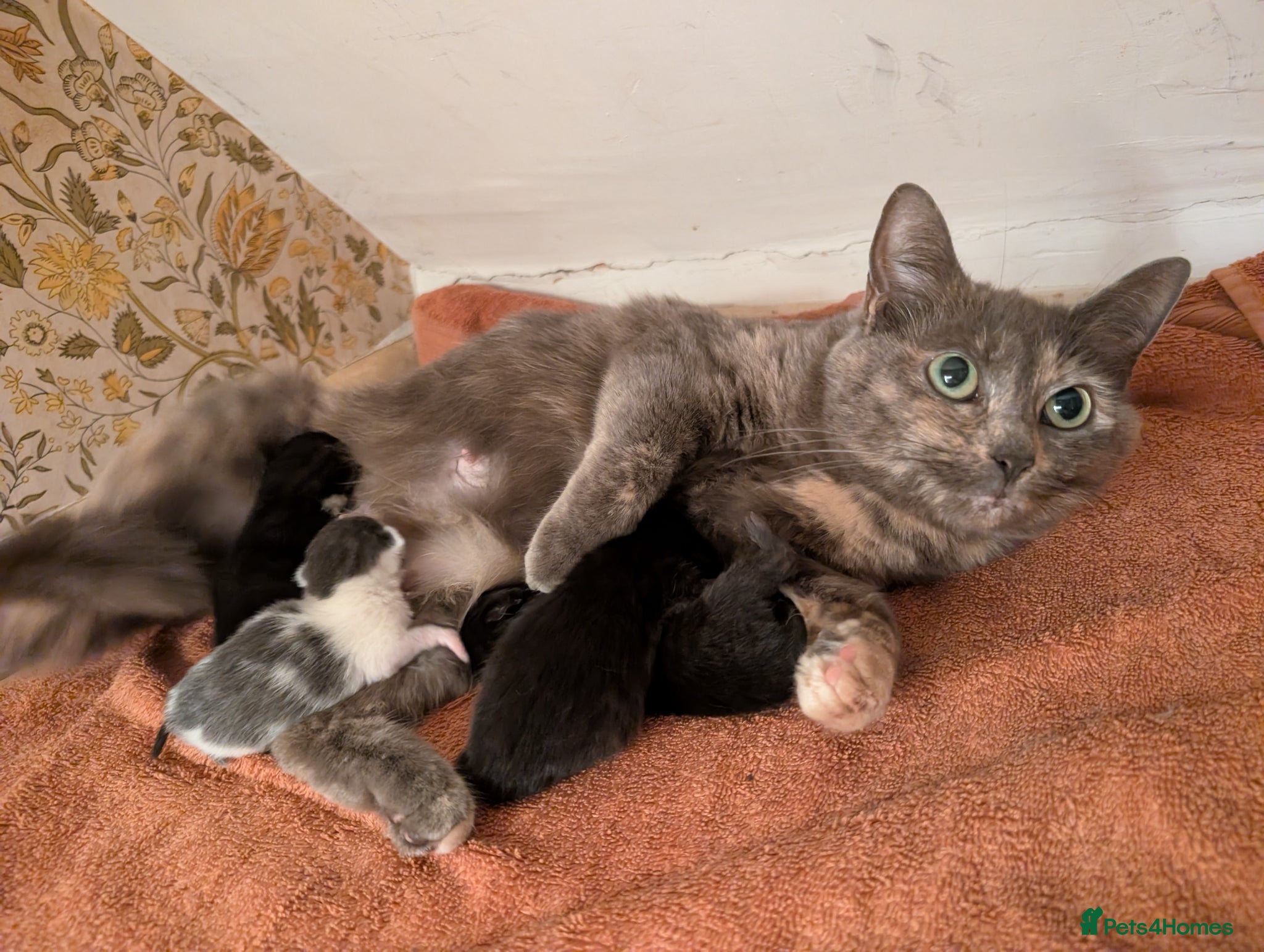 Mixed Breed cats Beautiful Well-Socialised Kittens - Advert 3
