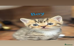 British Shorthair cats for sale: British shorthair mixed with tabby - Image 1