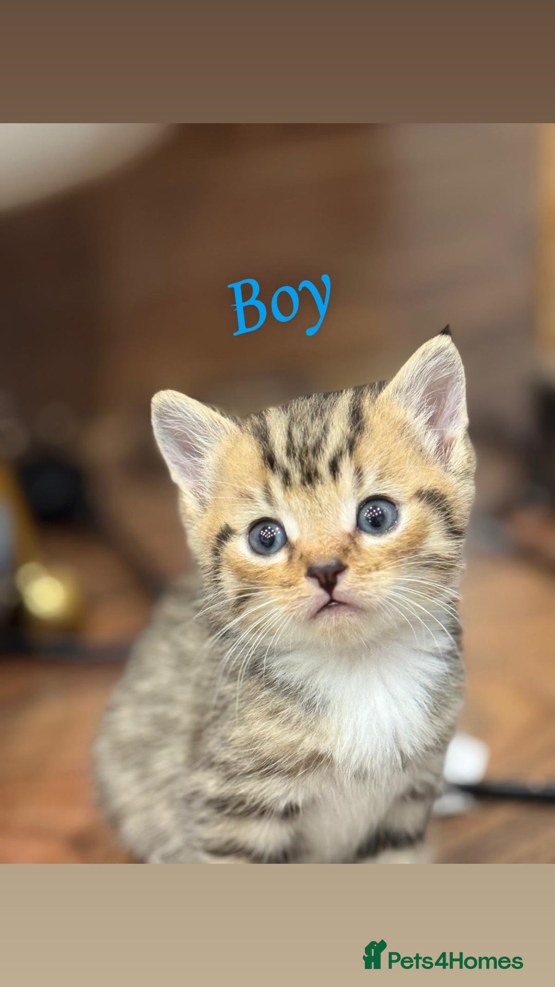 British Shorthair cats for sale: British shorthair mixed with tabby - Image 1