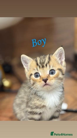 British Shorthair cats - Advert 3