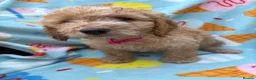 Cockapoo dogs for sale: 🐾STUNNING F1 COCKERPOOS 🐾 - Advert 6