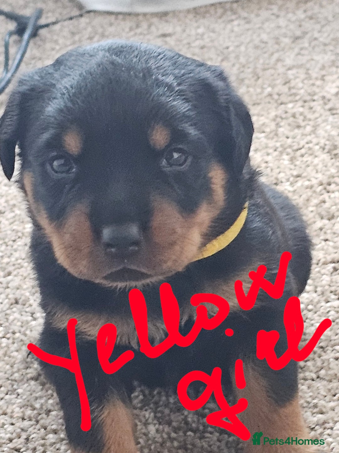 Rottweiler dogs for sale: Pure breed Rottweiler  - Image 11