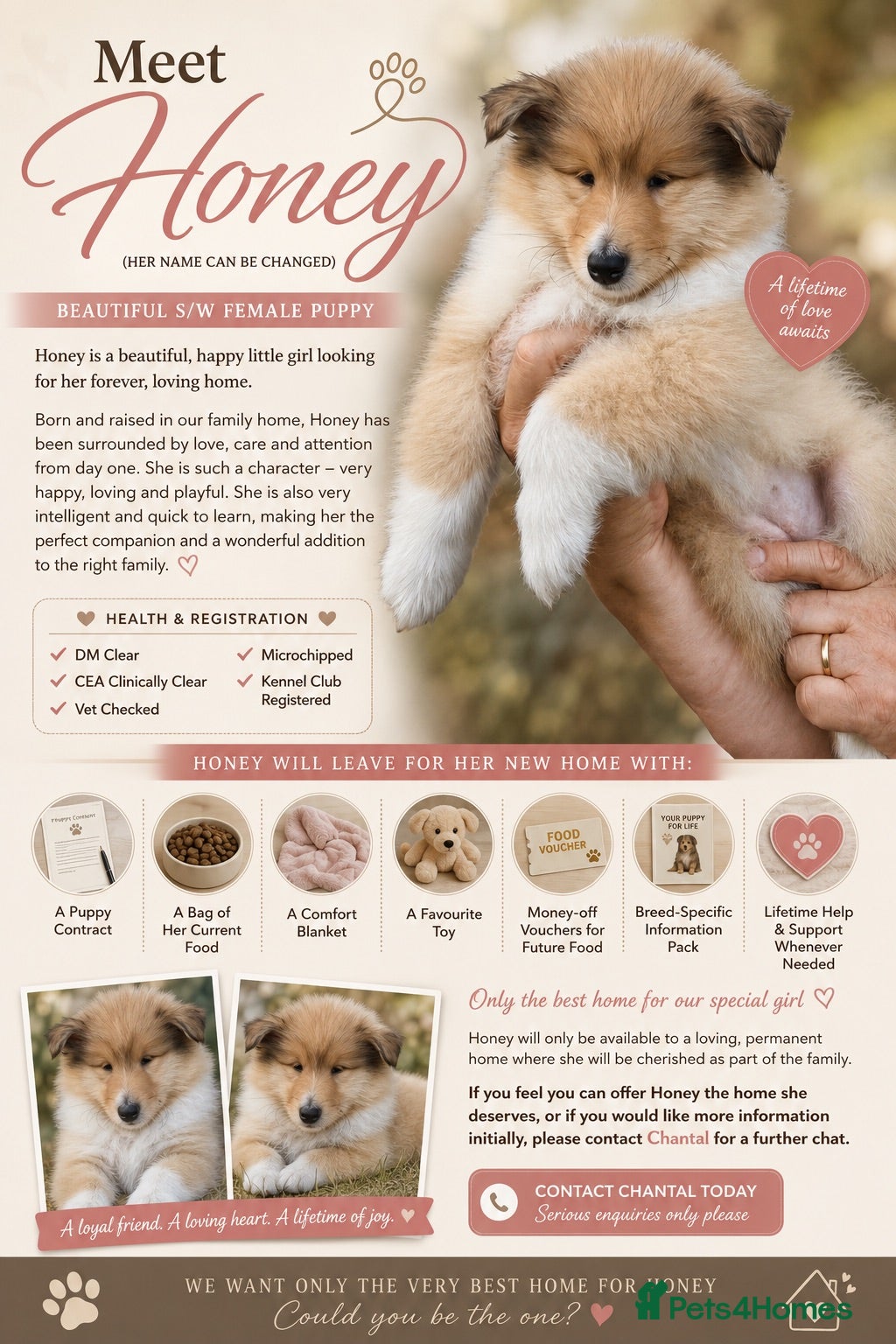 Rough Collie dogs Rough collie bitch puppy  - Advert 5