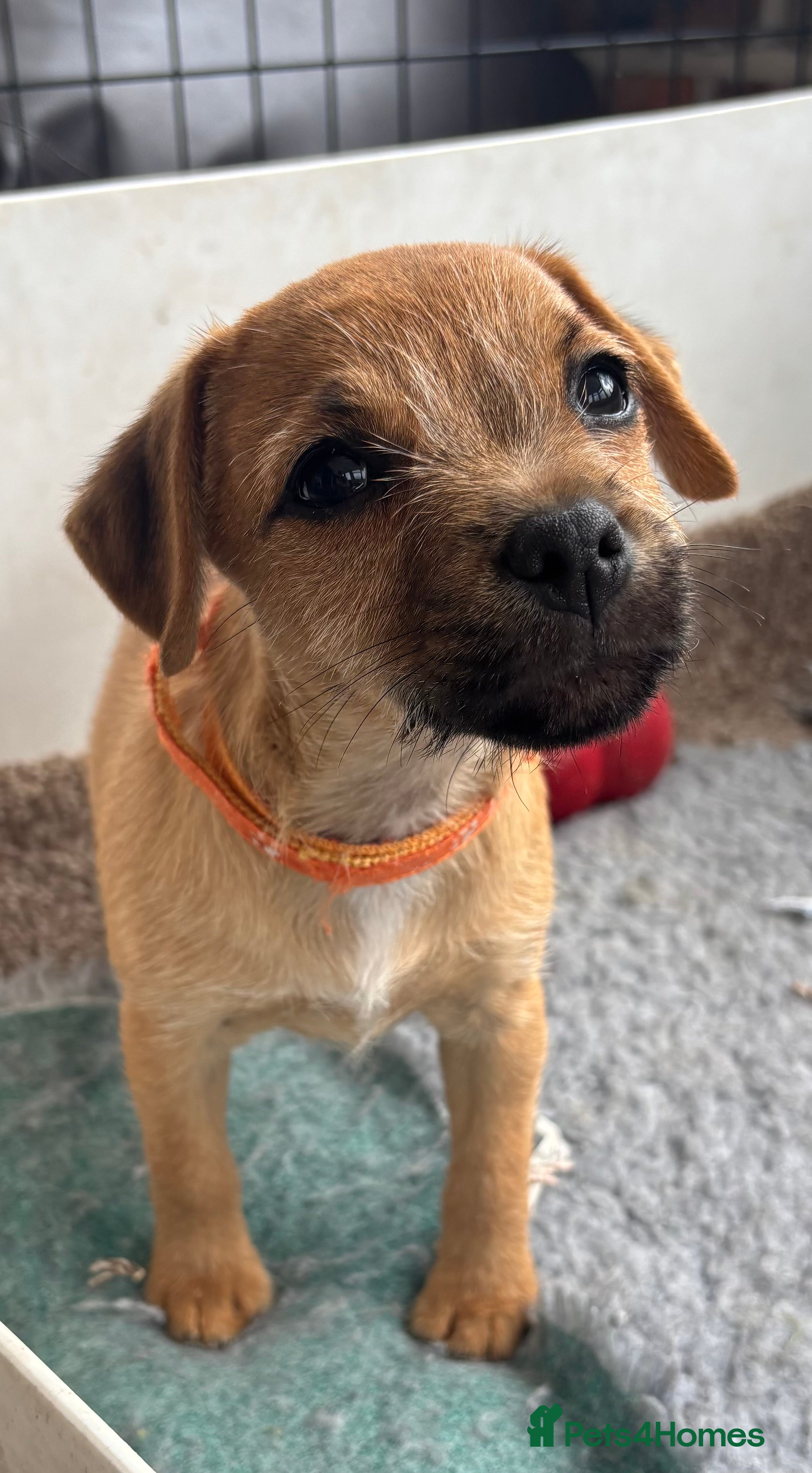 Mixed Breed dogs Beautiful BorderJack Puppies - Advert 2