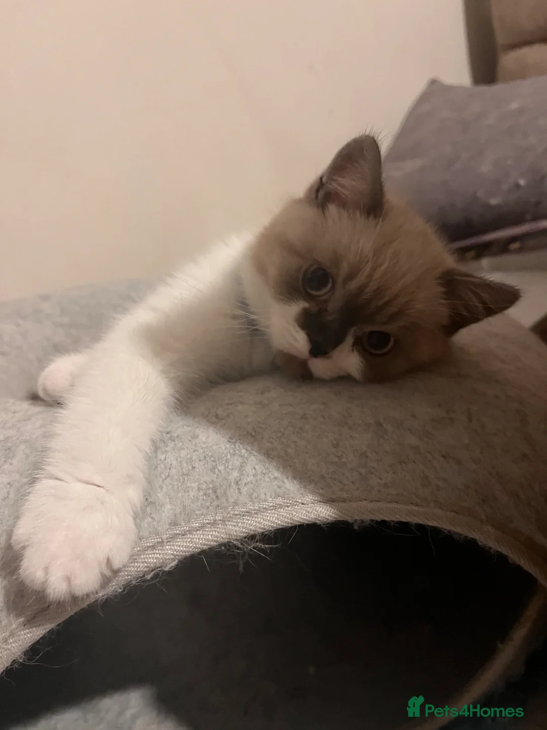 Mixed Breed cats for sale: Adorable Ragdoll cross kitten - Advert 2