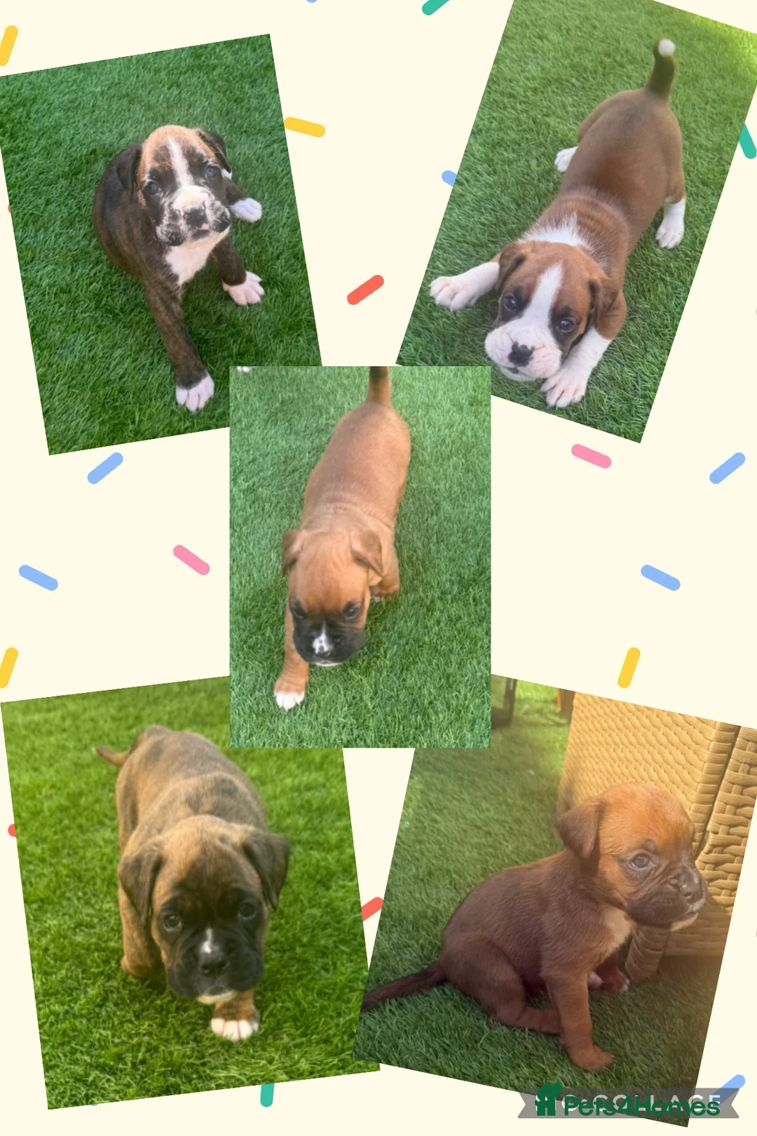 Boxer dogs for sale: 🐾 Exceptional Pedigree KC Reg. Boxer Puppies 🐾 - Advert 3