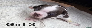 Boston Terrier Puppy 8 Girl