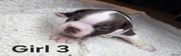 Boston Terrier dogs for sale: 🌸 Blossom's Beautiful Bostons 🌸  - Advert 2