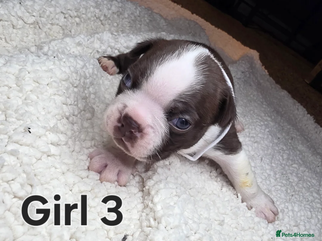 Boston Terrier dogs for sale: 🌸 Blossom's Beautiful Bostons 🌸  - Advert 2