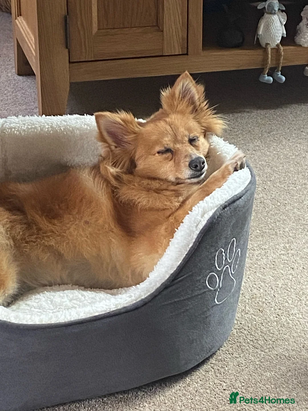 Pomeranian dogs for sale: Female pomeranian 3.5 years old - Advert 11