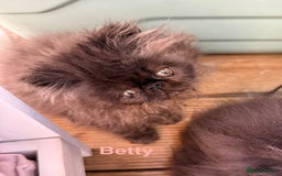 Persian cats for sale: REDUCED GCCF PERSIAN KITTENS  - Image 6