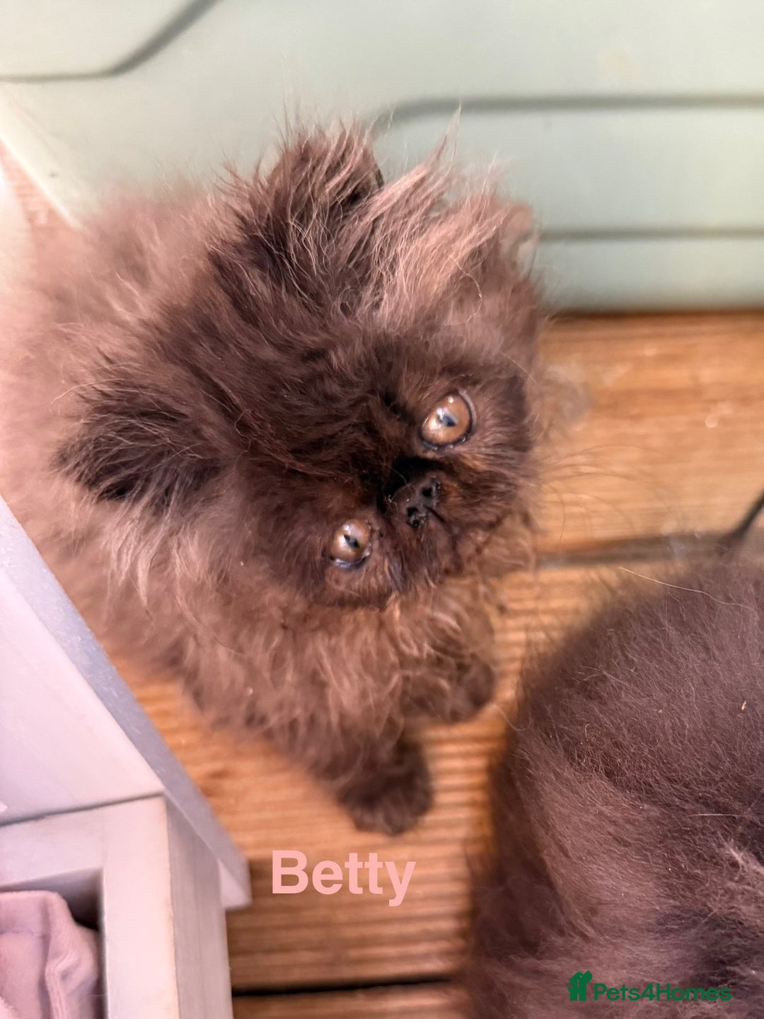 Persian cats for sale: REDUCED GCCF PERSIAN KITTENS  - Image 6