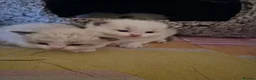 Ragdoll cats for sale: Ragdoll kittens fully gccf registered kittens  - Advert 12