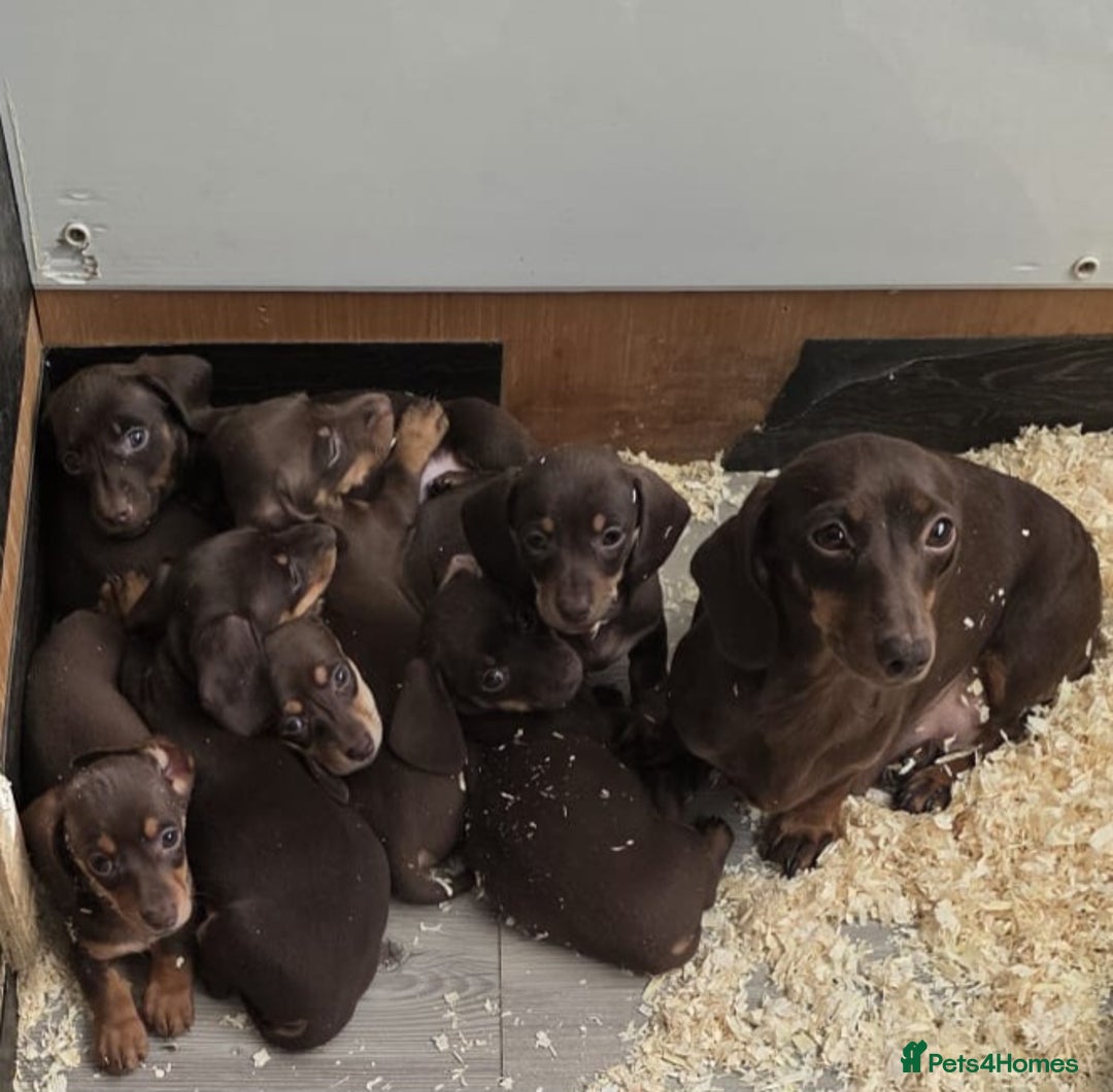Miniature Dachshund dogs for sale: Ready now Gorgeous miniature daschunds  - Image 8
