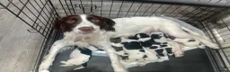 Sprocker dogs for sale: 7 beautiful sprocker spanials - Advert 1