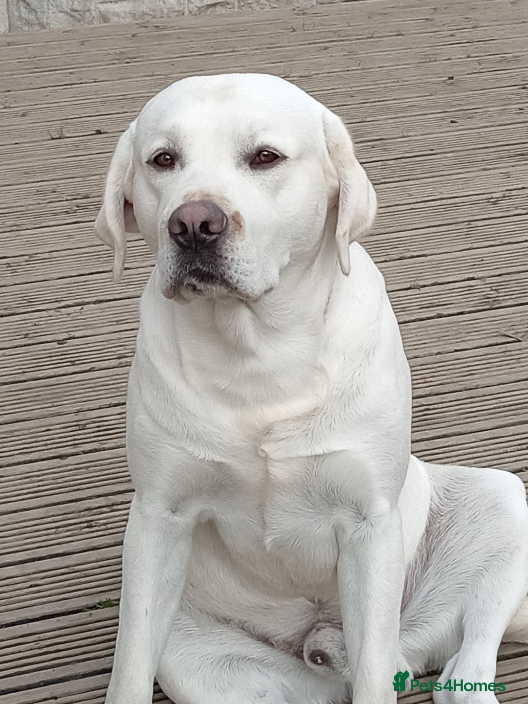Labrador Retriever dogs for sale: White Labrador  - Advert 4