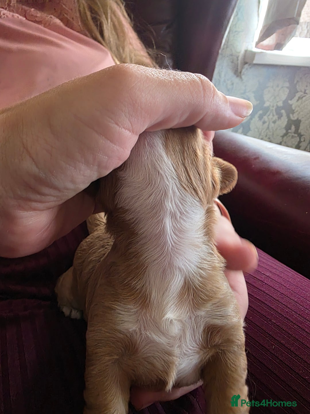 Cockapoo dogs for sale: F1b cockapoos - Image 9