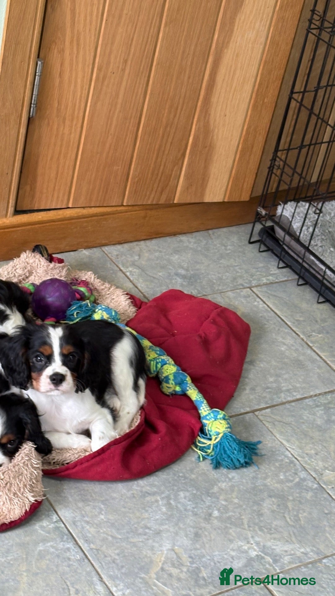 Cavalier King Charles Spaniel dogs KC Reg cavalier King Charles  - Advert 2