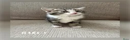 Mixed Breed cats for sale: Kittens for sale  - Advert 4