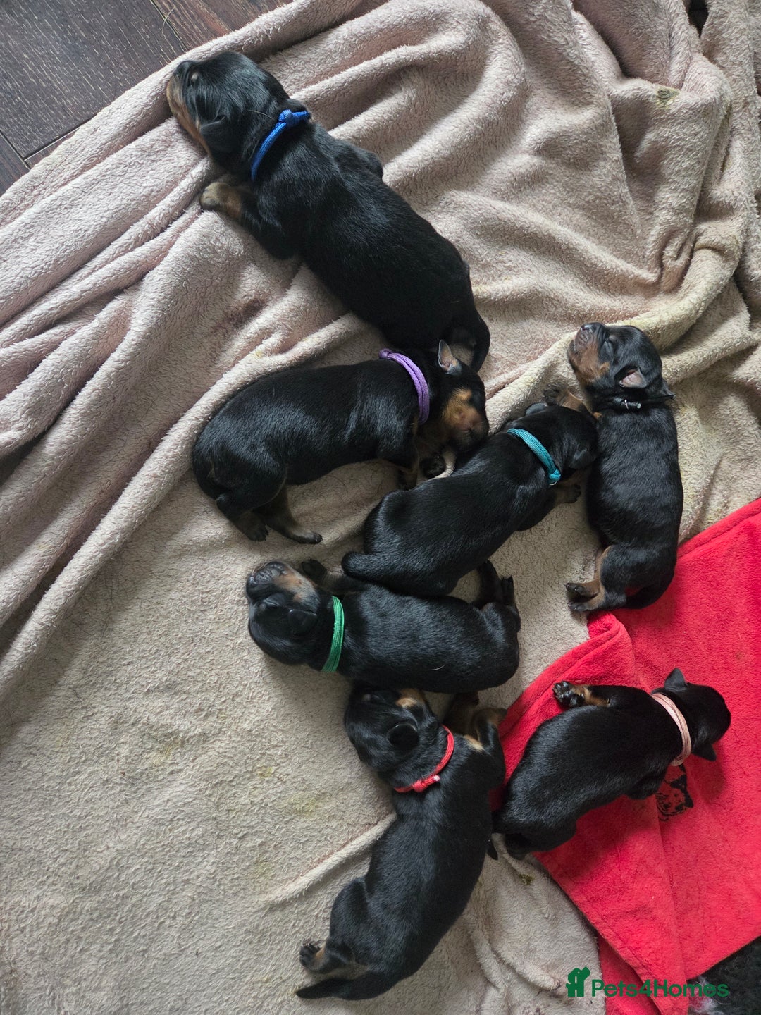 Rottweiler dogs for sale: KC & Fully Health Tested Rottweiler Puppies - Image 2