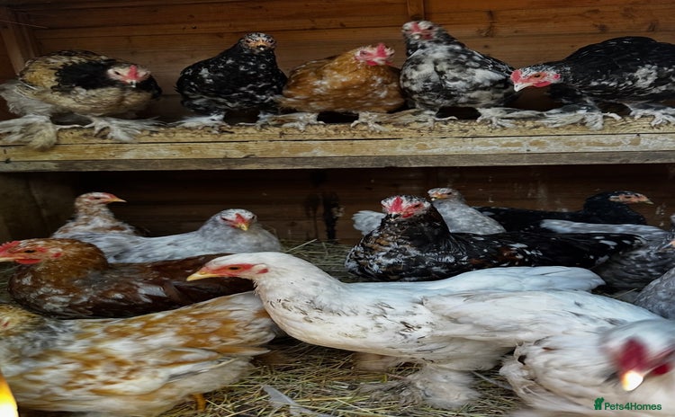 Chickens poultry - Advert 1