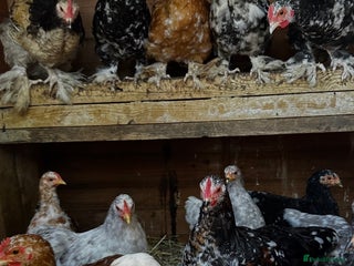 Chickens poultry - Advert 4