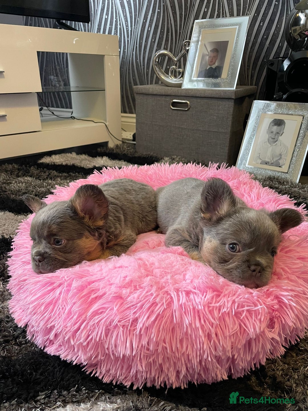 French Bulldog dogs for sale: Fluffy Female Frenchies  - Image 3