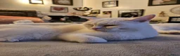 British Shorthair cats for sale: Bundles of fluff - Advert 27