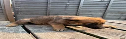 German Shepherd dogs for sale: Working German Shepherd x belgian malinois Puppies in Purley - Advert 4