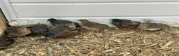 Quail poultry for sale: Button quails - Advert 6