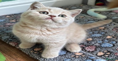 British Shorthair cats - Advert 4