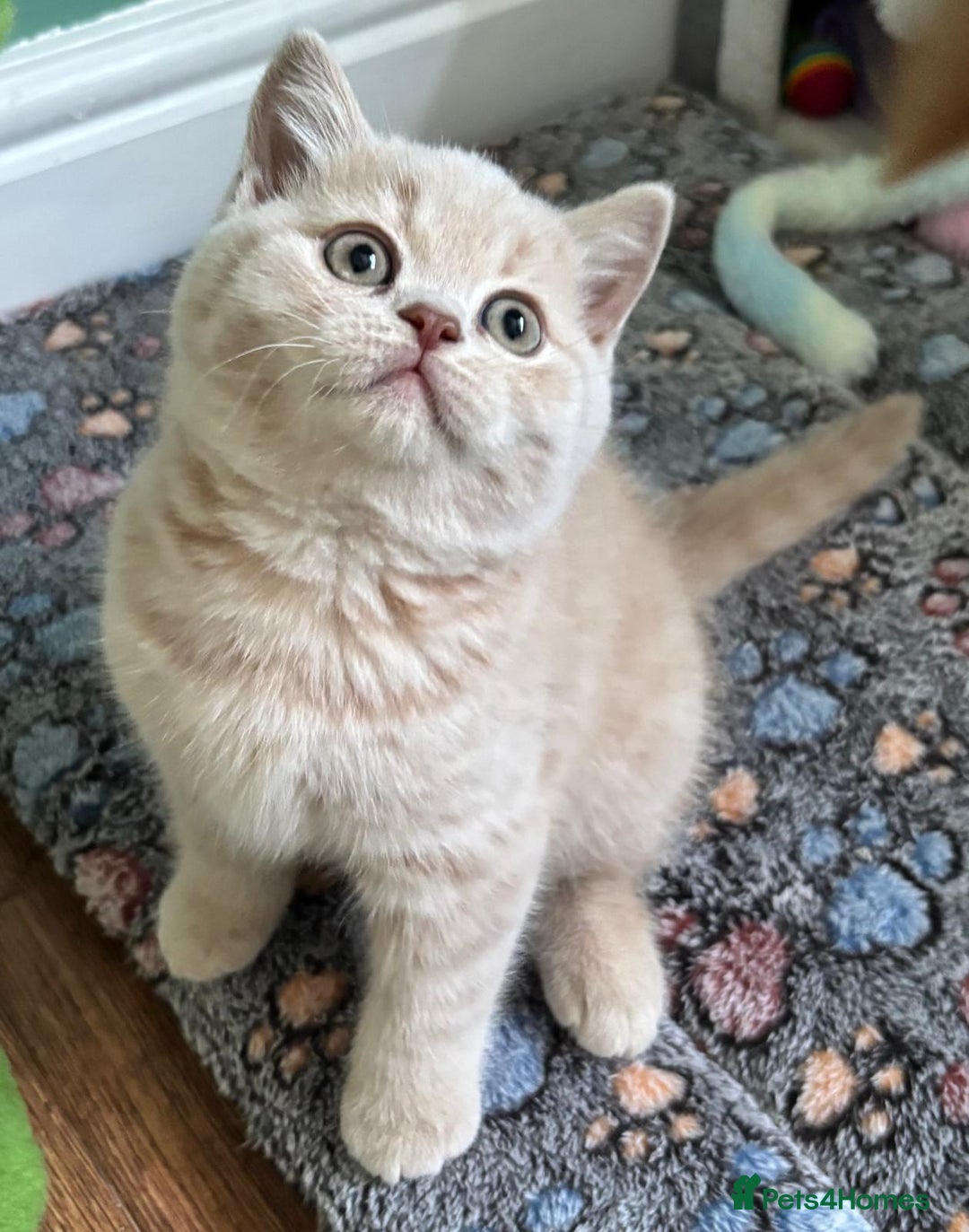 British Shorthair cats for sale: **GCCF CHAMPION PARENTS - Last Kitten!!** - Image 2