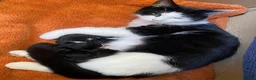 Mixed Breed cats for sale: Long haired and short haired kittens  - Advert 6