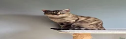 Bengal cats for stud:  Beautiful Snow bengal called snow - Advert 10