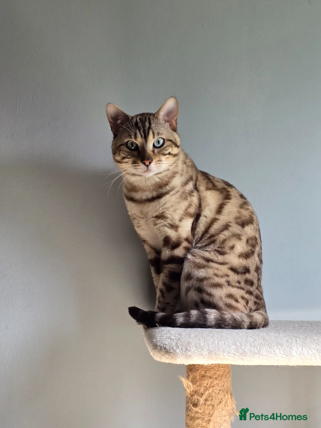 Bengal cats for stud:  Beautiful Snow bengal called snow - Advert 10