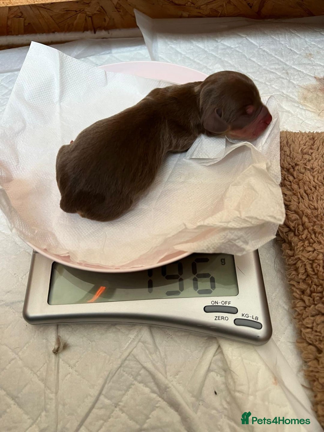 Mixed Breed dogs for sale: Miniature Dachshund X Frenchie. - Advert 8