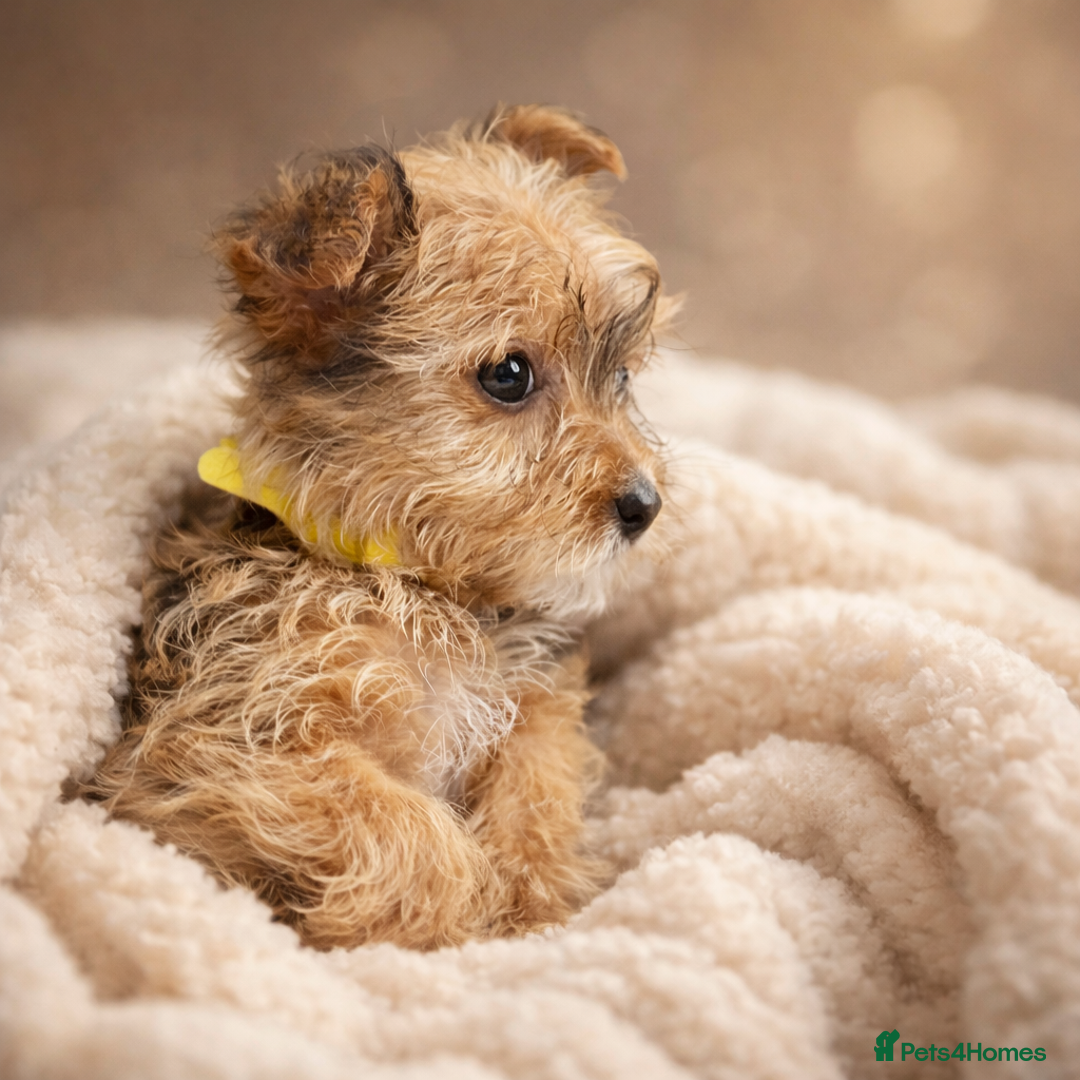 Yorkshire Terrier dogs for sale: Rare Yorkshire terrier pups ready now - Advert 5