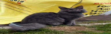 Maine Coon 3