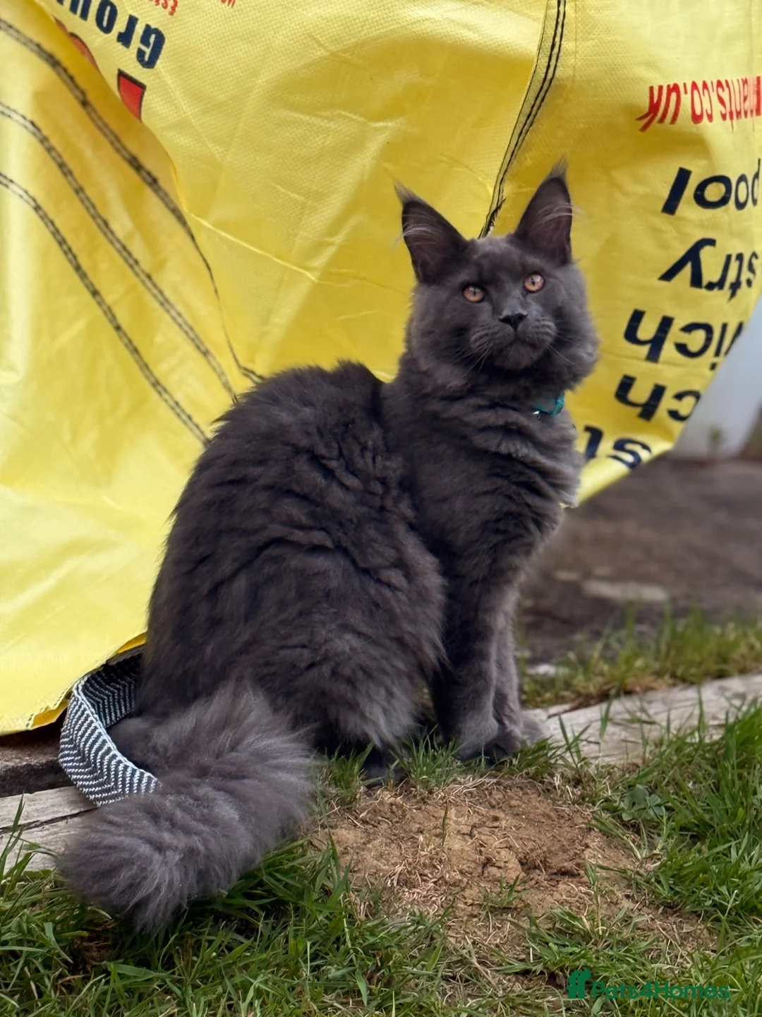 Maine Coon cats for sale: Maine Coon - Advert 7