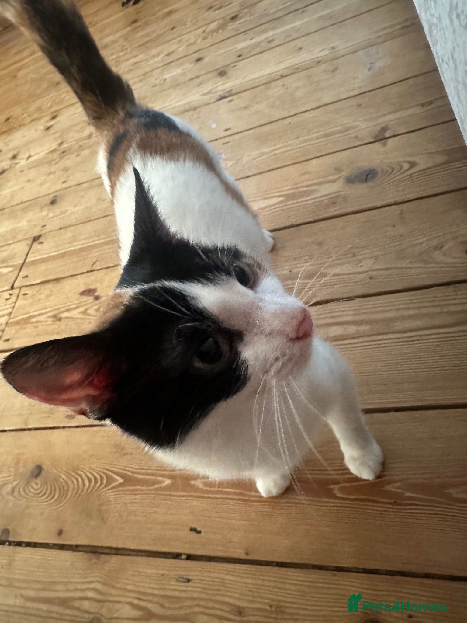 American Shorthair cats Gorgeous kittens for sale  - Advert 10