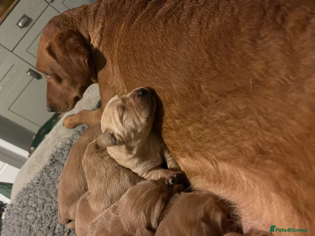 Goldador dogs for sale: Quality Fox Red Goldador Puppies - Advert 12