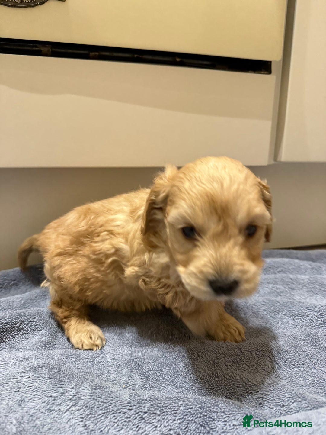 Cockapoo dogs for sale: DNA Health Tested Cockapoos  - Advert 3