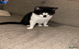 Domestic Shorthair cats for sale: Lovely female cat - Image 3