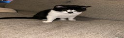 Domestic Shorthair cats for sale: Lovely female cat - Advert 3
