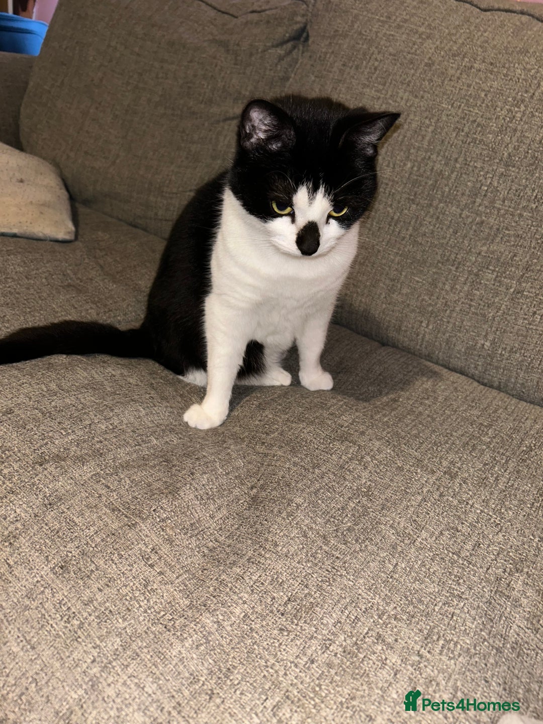 Domestic Shorthair cats for sale: Lovely female cat - Image 3
