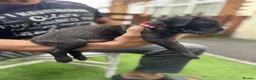 Cane Corso dogs for sale: Outstanding ICCF Cane Corso Pups, Family-Guardians - Advert 27
