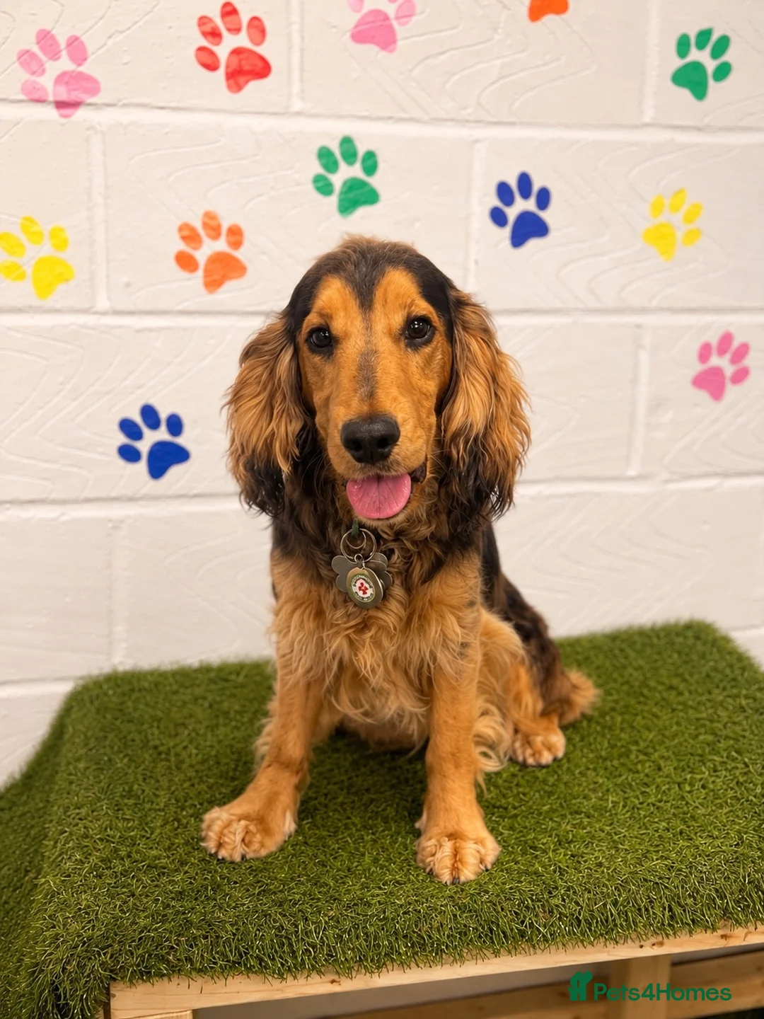 Cocker Spaniel dogs for sale: Chocolate Sable English Cocker Spaniel - Advert 1