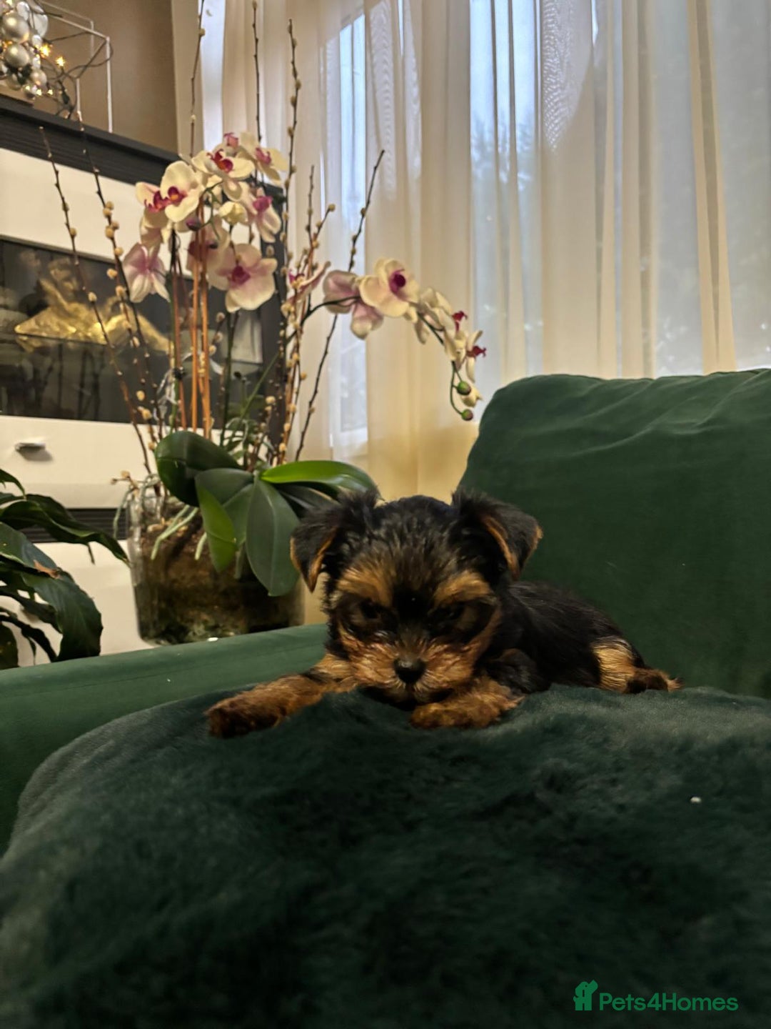 Yorkshire Terrier dogs for sale: ✨Four Adorable Yorkshire Terrier Puppies For Sale✨ - Advert 12