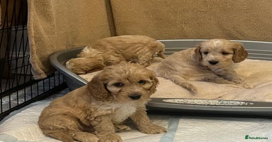 Cockapoo dogs BEAUTIFUL HEALTH CLEAR F1 COCKAPOOS - Advert 16